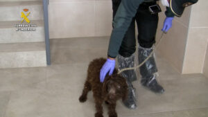 2026-02-19_op-chenilbur_maltrato-animal_burgos_2