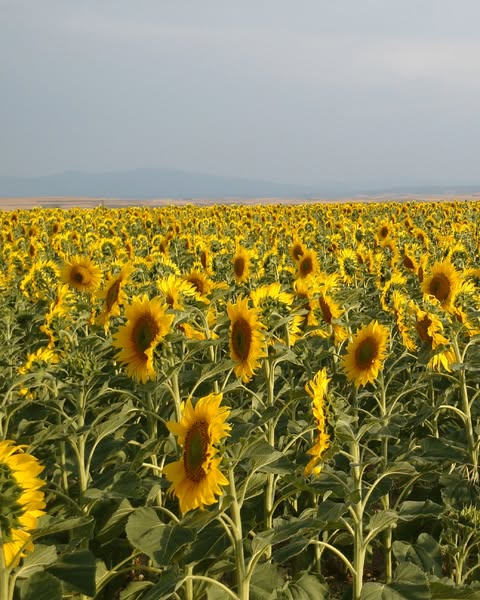 531657782_1338128611333925_6437433592571470081_n