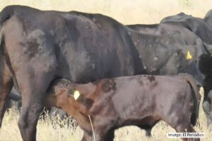 Dermatosis-nodular-WEB