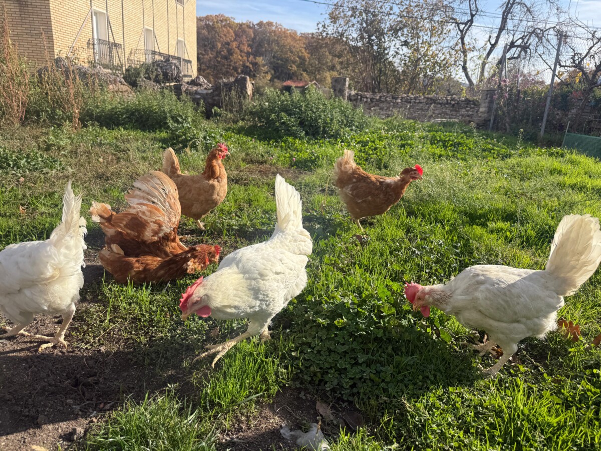 Imagen de WhatsApp 2025-11-12 a las 15.05.23_8eba0939