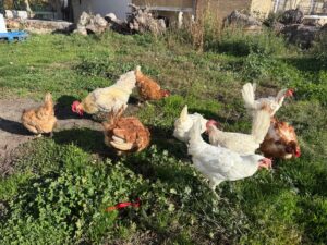 WhatsApp Image 2025-11-17 at 09.27.28