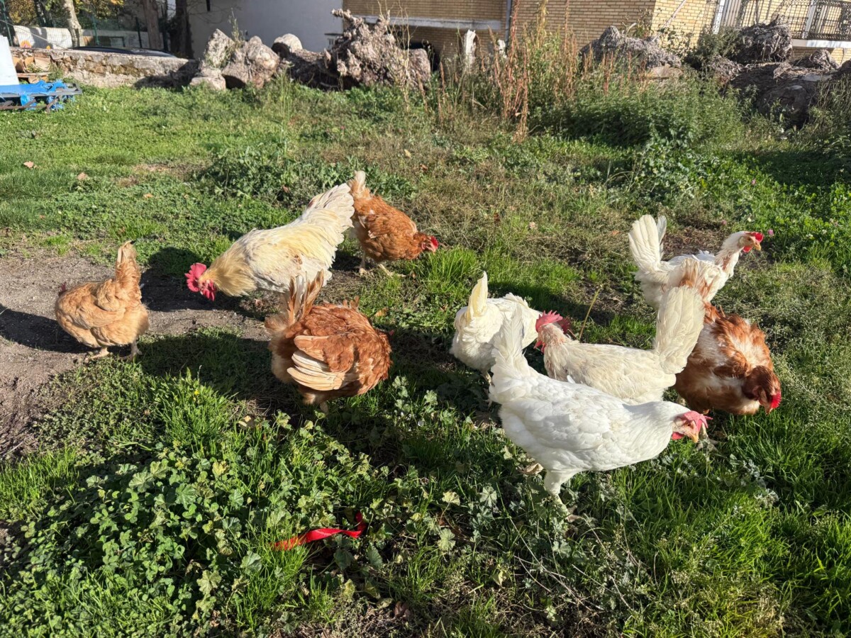 WhatsApp Image 2025-11-17 at 09.27.28