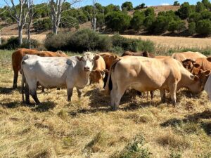 WhatsApp+Image+2025-07-25+at+09.56.42+(2)