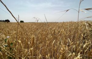agriculturaCerealesTrigo