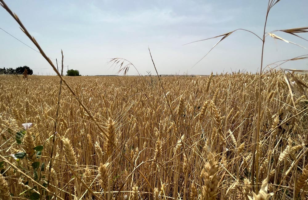 agriculturaCerealesTrigo