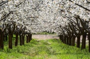cerezos_en_flor_copia
