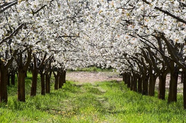 cerezos_en_flor_copia