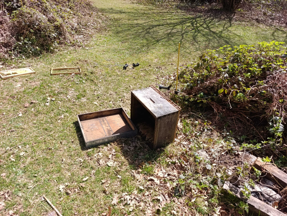 el-oso-vuelve-a-atacar-colmenas-de-las-merindades-