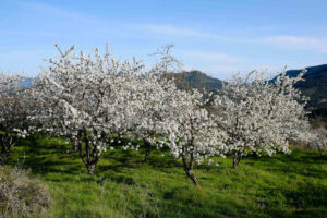el-valle-de-las-caderechas-obtiene-mas-de-26-900-e