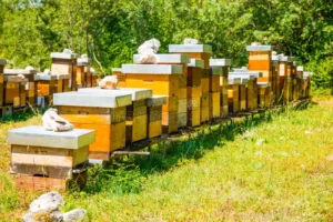fila-de-las-cajas-del-colmenar-con-las-abejas-en-la-naturaleza-95439174