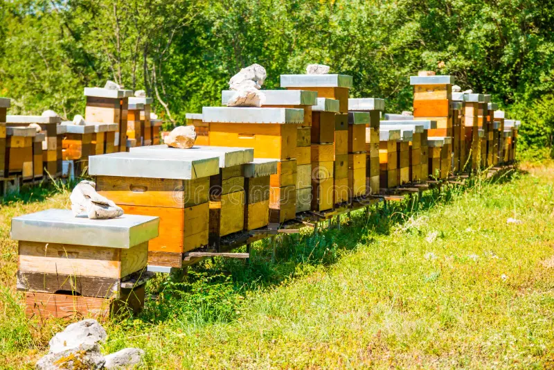 fila-de-las-cajas-del-colmenar-con-las-abejas-en-la-naturaleza-95439174