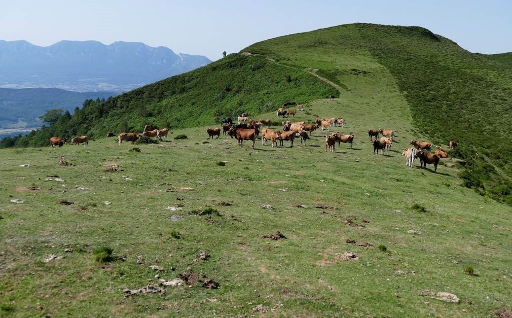 fotografia AGROFORES-20240904-105338