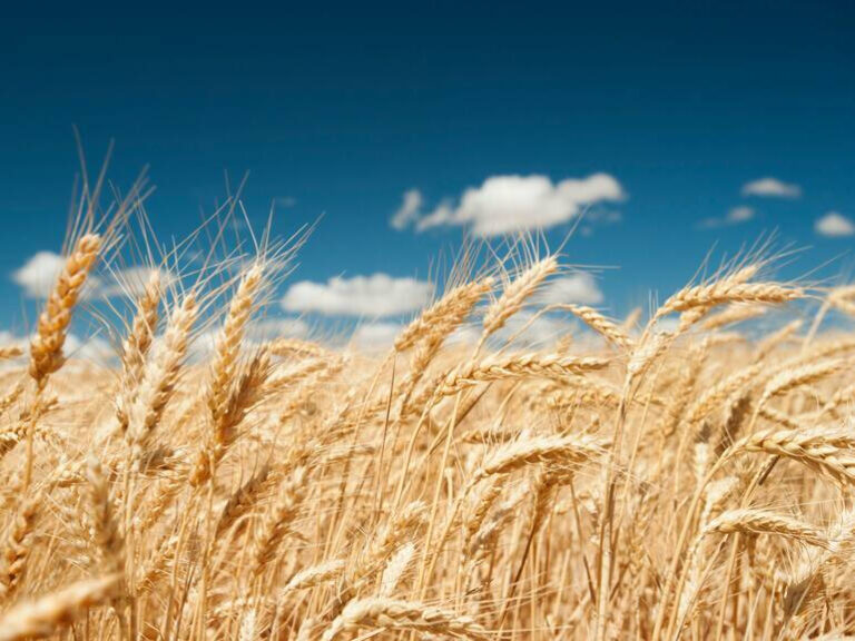 la-cosecha-de-cereal-baja-en-2026-en-las-merindade-2