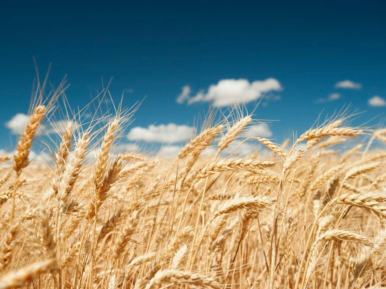 la-cosecha-de-cereal-baja-en-2026-en-las-merindade-2