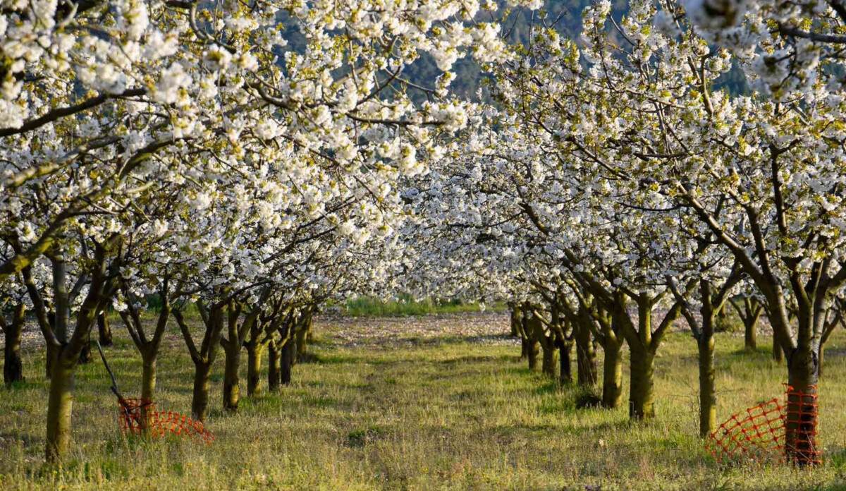 la-floracion-de-los-cerezos-en-el-valle-de-las-cad