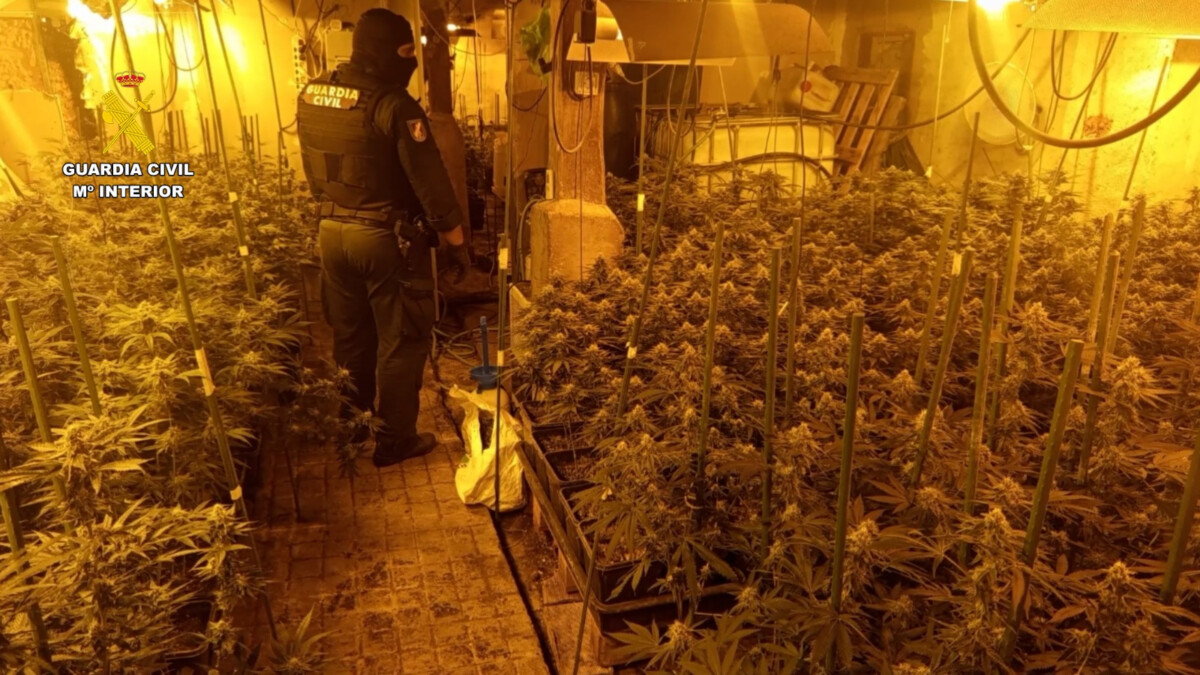 la-guardia-civil-desmantela-una-plantacion-de-mari