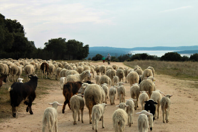 la-junta-clasificara-vias-pecuarias-en-municipios-
