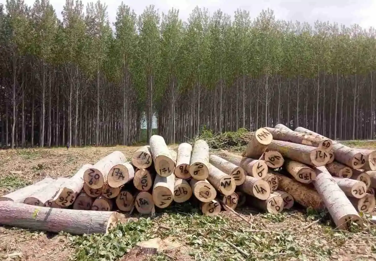 la-ultima-subasta-de-madera-de-chopo-de-la-junta-r