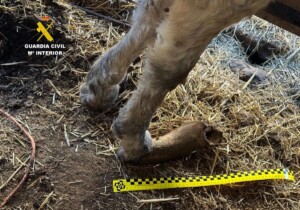 maltrato_animal_burgos_foto_02-k9vF--1200x841@Burgosconecta