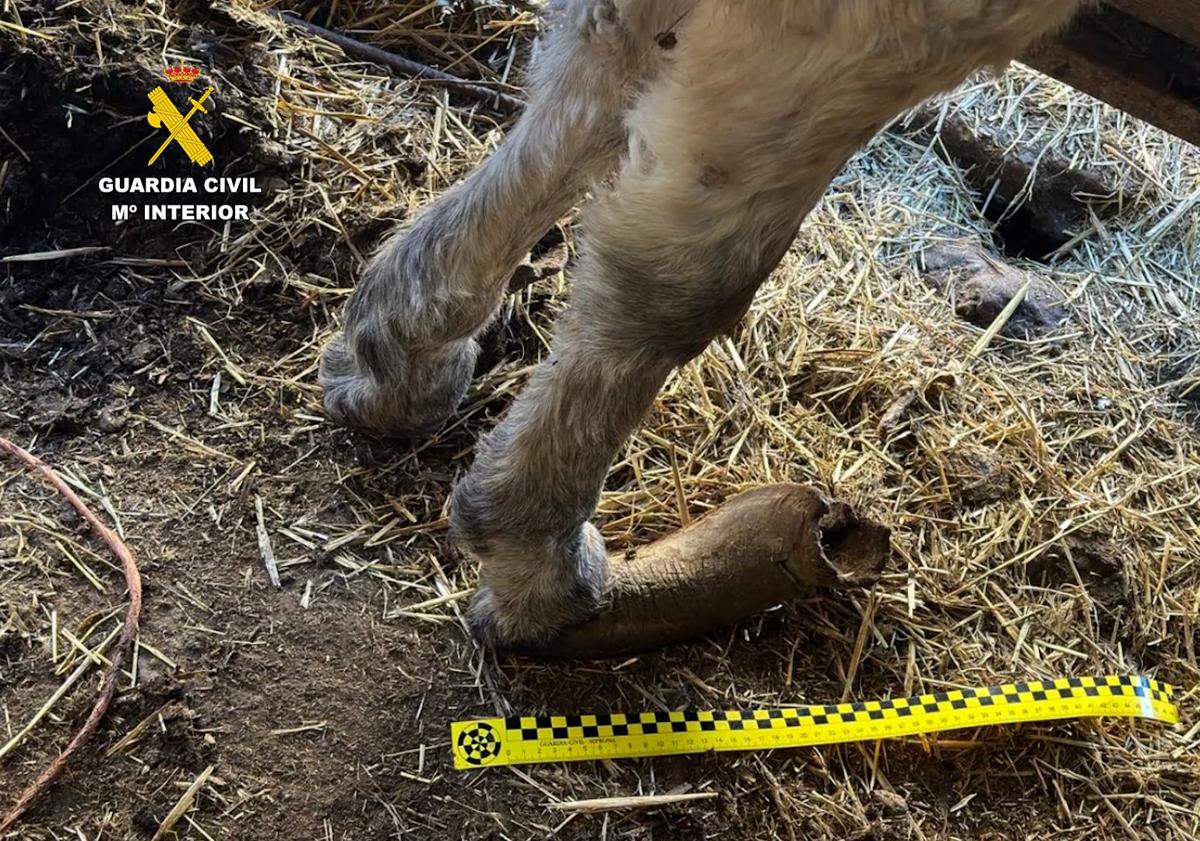 maltrato_animal_burgos_foto_02-k9vF--1200x841@Burgosconecta