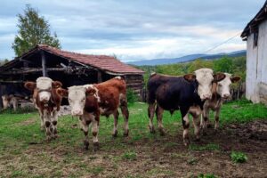 pexels-gizem-gokce-1072613075-34104094