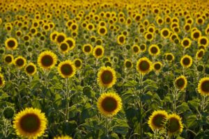 pexels-merictuna-30178540