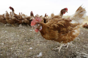sanidad-levanta-el-confinamiento-de-las-gallinas-p