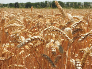 una-campana-de-cereal-marcada-por-precios-a-la-baj