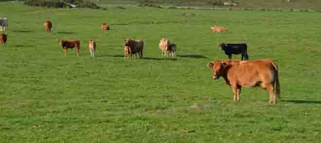 vacas_monte_forgoselo_04_standar